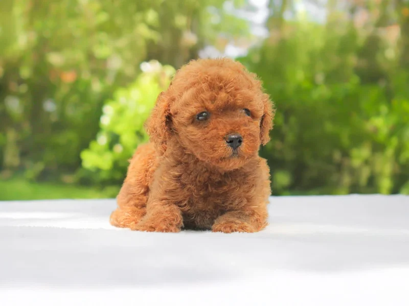 Barboncino Ginger1 Hugo