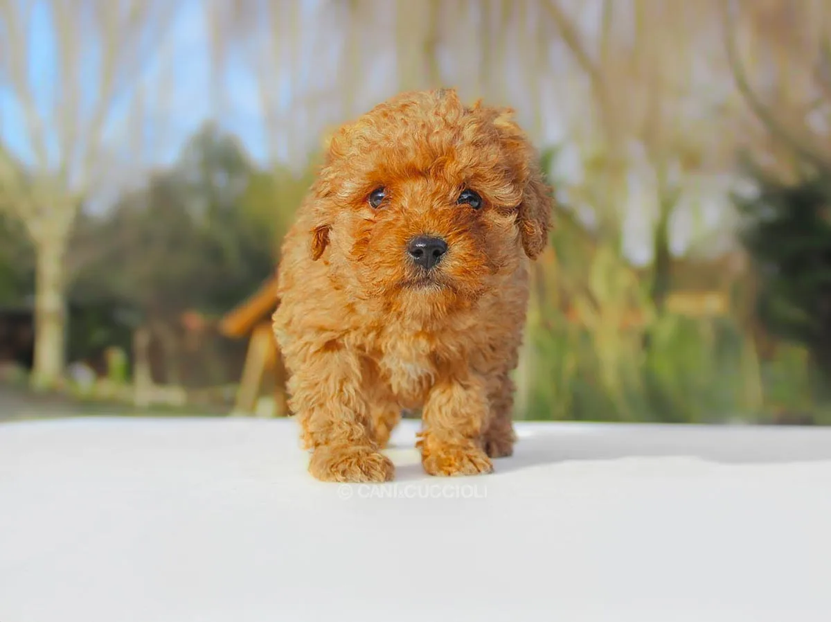 Vendita cuccioli di Barboncino