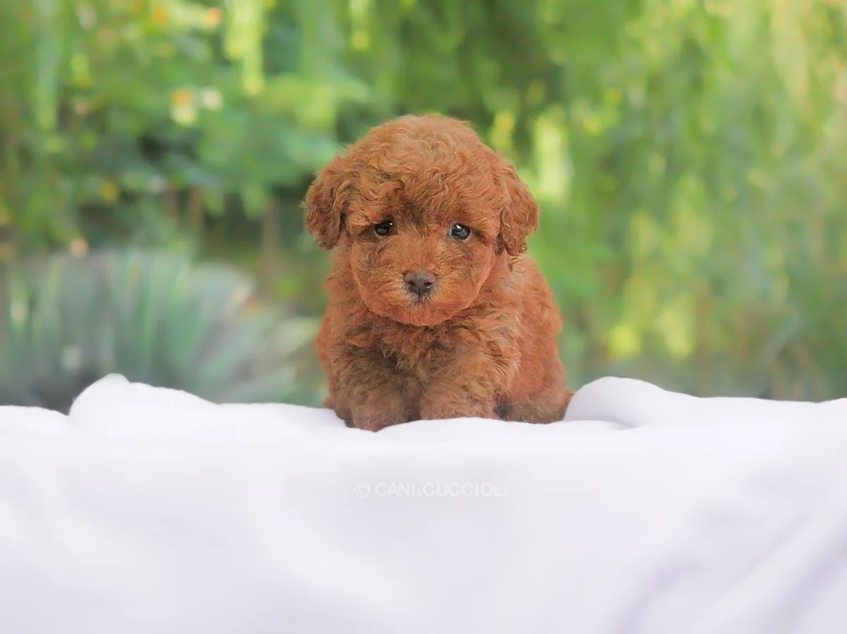 Allevamento Barboncino Milano Pavia