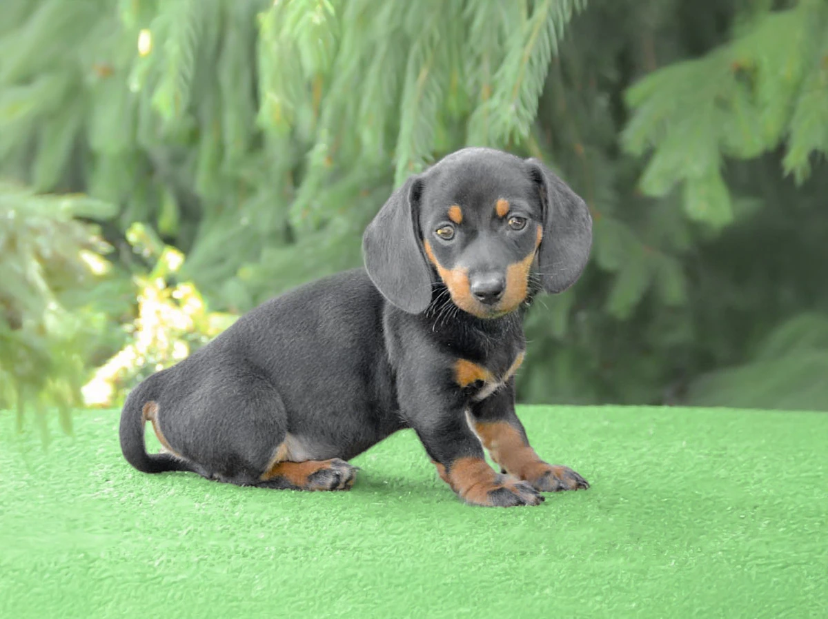 Allevamento Bassotto