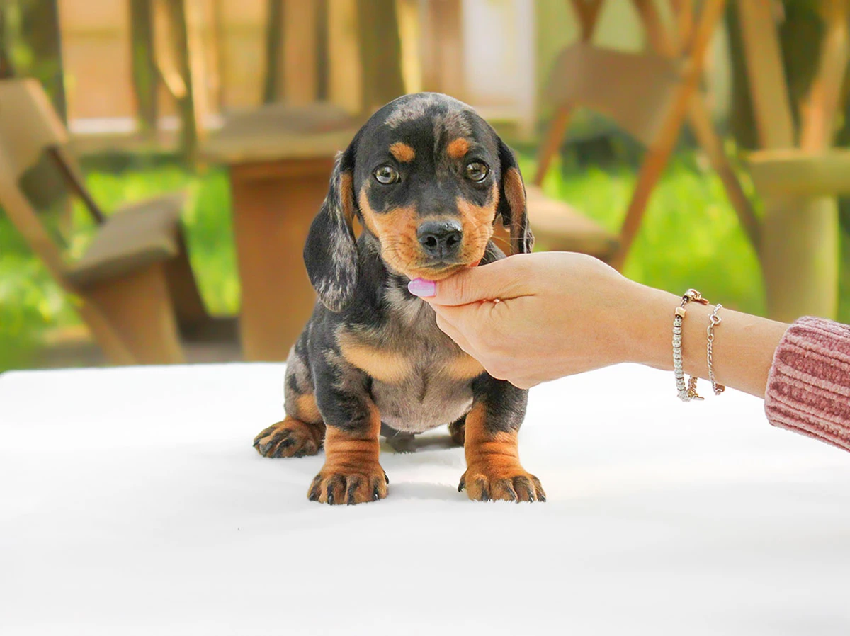 Vendita cuccioli di Bassotto Arlecchino