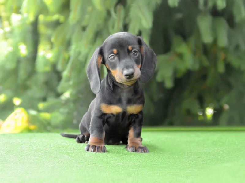 cuccioli di Bassotto Nano e Kaninchen