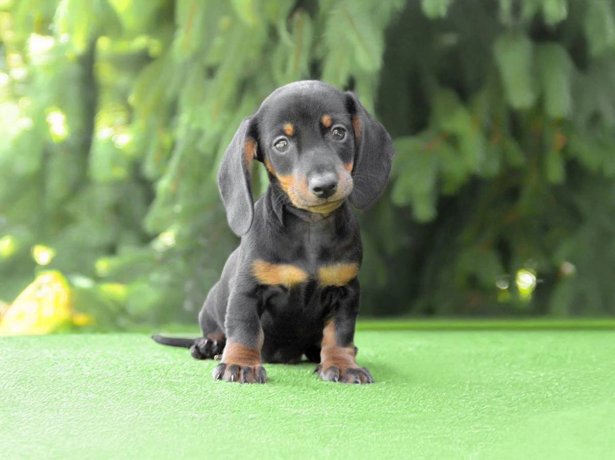 cuccioli di Bassotto Nano e Kaninchen
