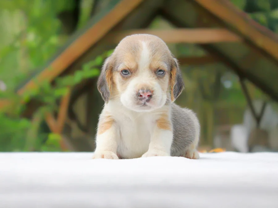 Beagle Blanco1