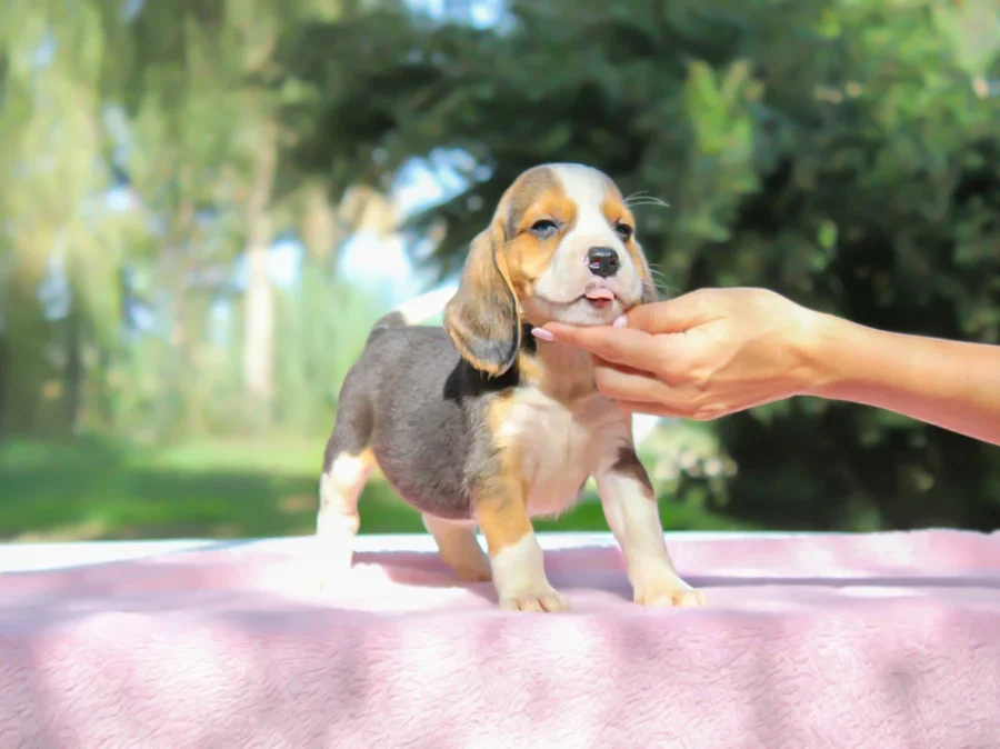 Beagle Daisy1