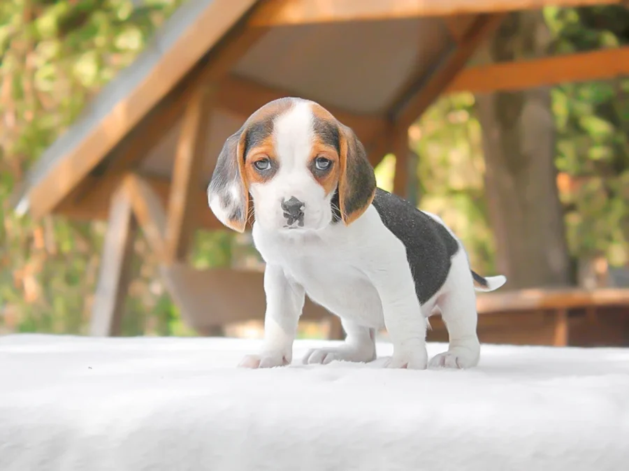 Beagle Elva