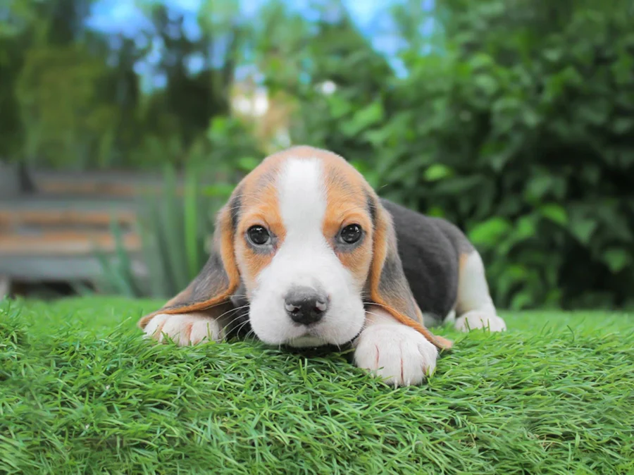 Beagle Eurika1