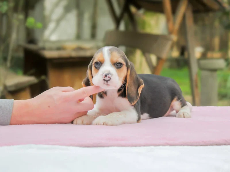 Beagle Gilda1