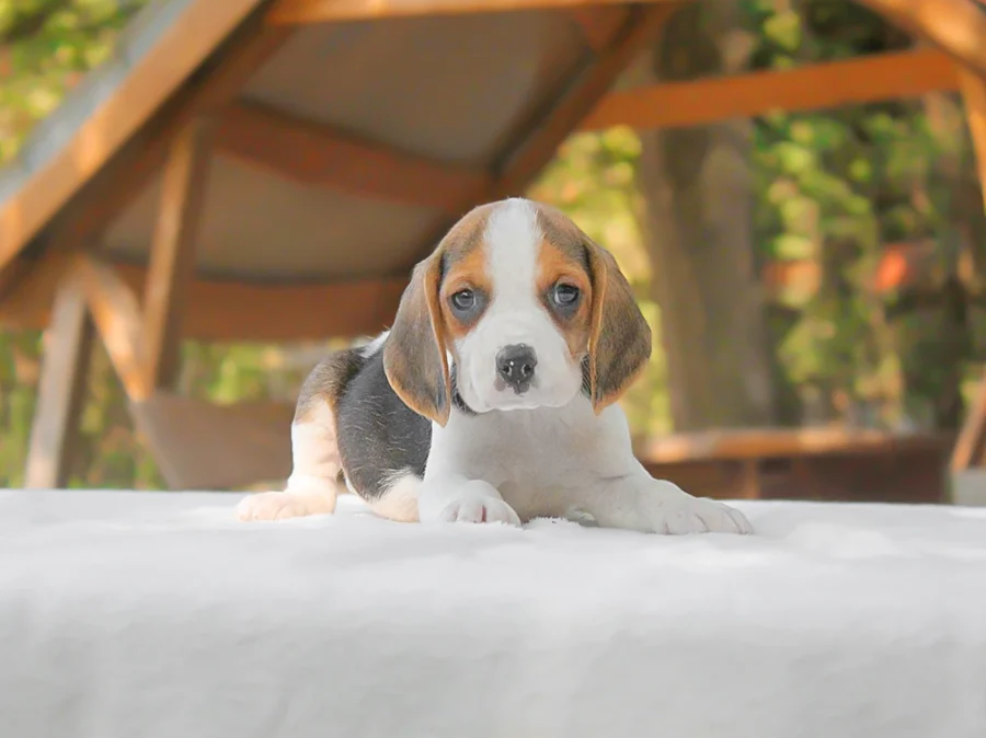 Beagle Godric1