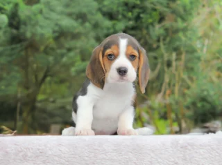 Beagle Gymbo