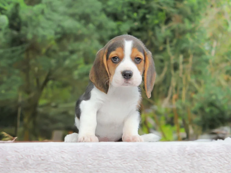 Beagle Gymbo