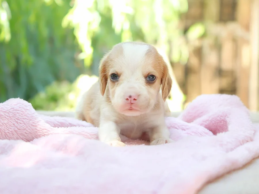 Beagle Kate1