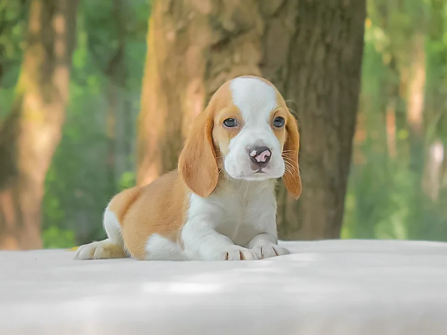 Beagle Leotta1