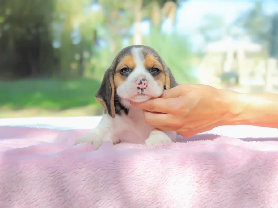 Vendita Beagle Milano e Pavia