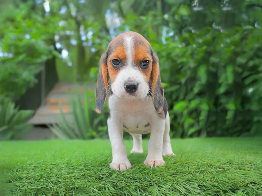 Beagle Maia1