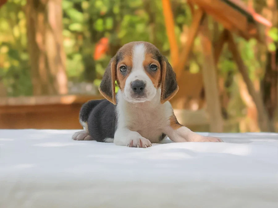 Beagle Otto1
