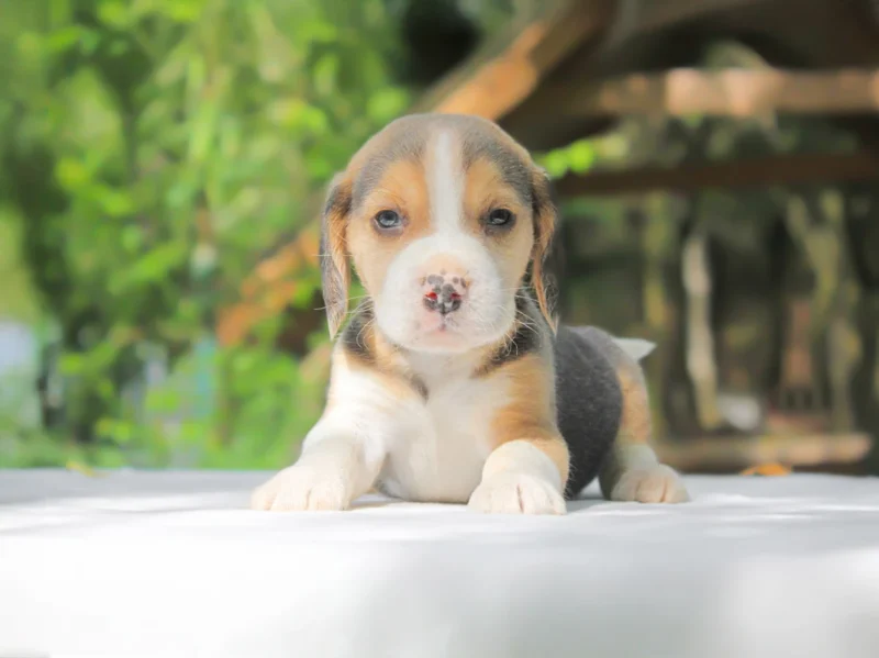 Cuccioli di Beagle in vendita