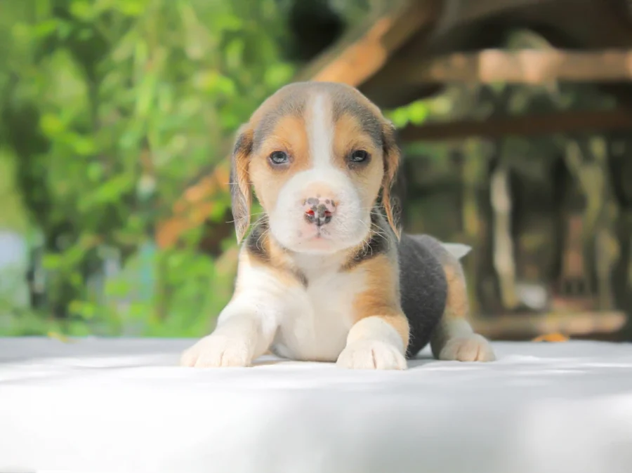 Cuccioli di Beagle in vendita
