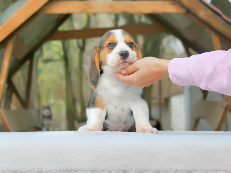 Beagle Poldo1