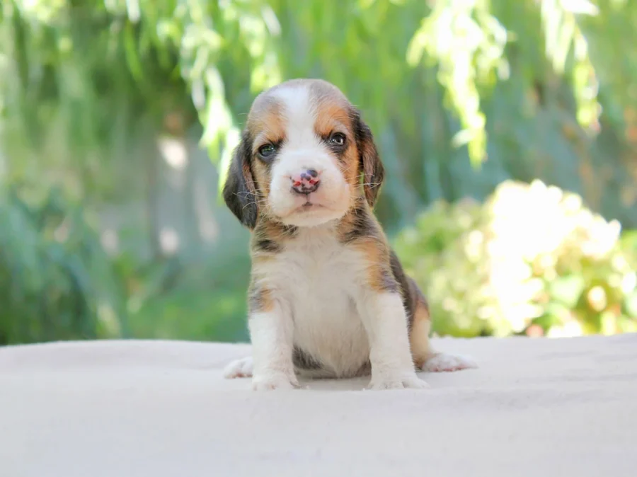 Beagle Romeo1