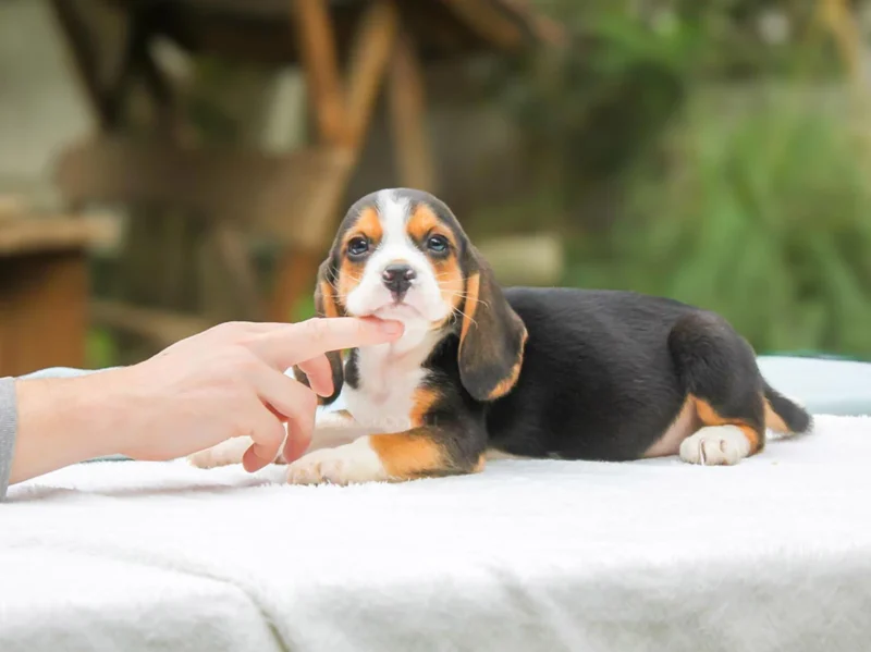 Beagle Vico1