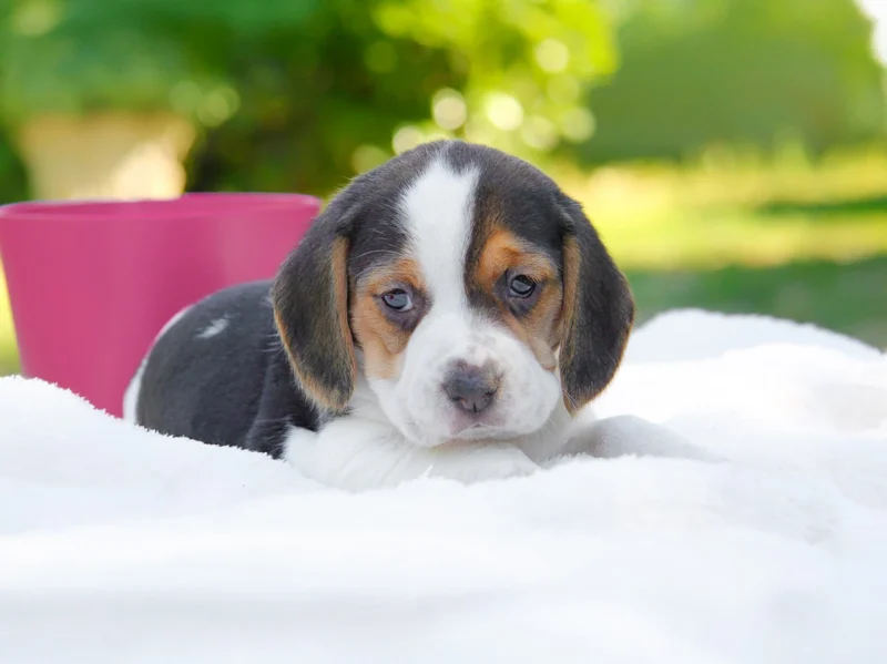 Beagle Beatrice1