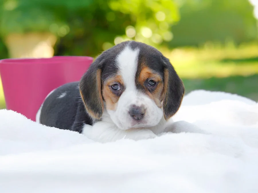 Beagle Beatrice1