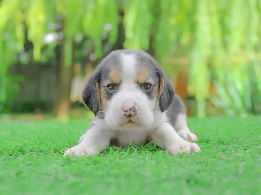 Beagle Brezza