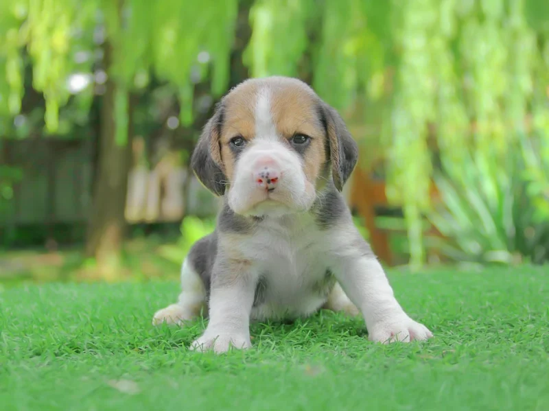Beagle Cholo