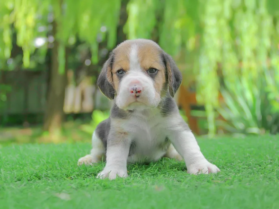 Beagle Cholo