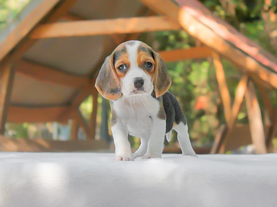 Beagle Cloe