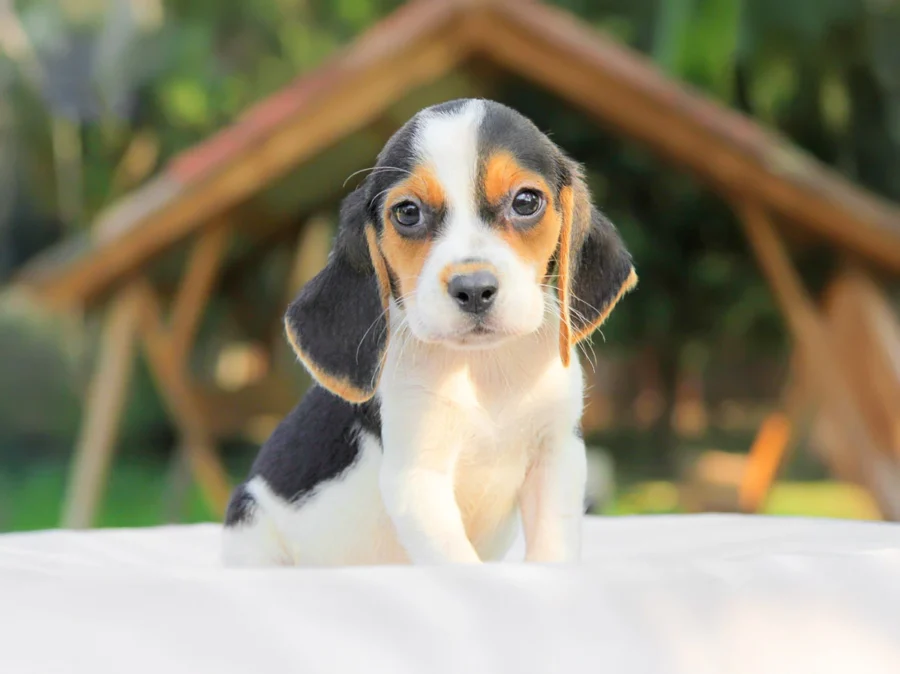 Beagle Hope1