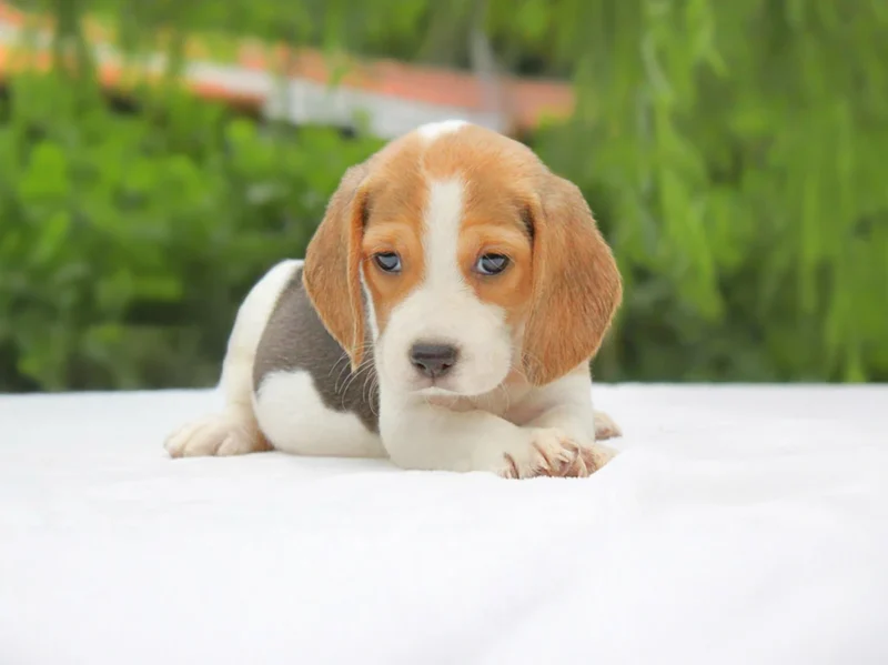 Beagle Lena1