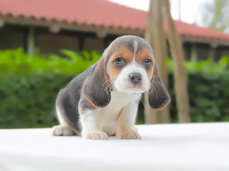 Beagle Lovia1