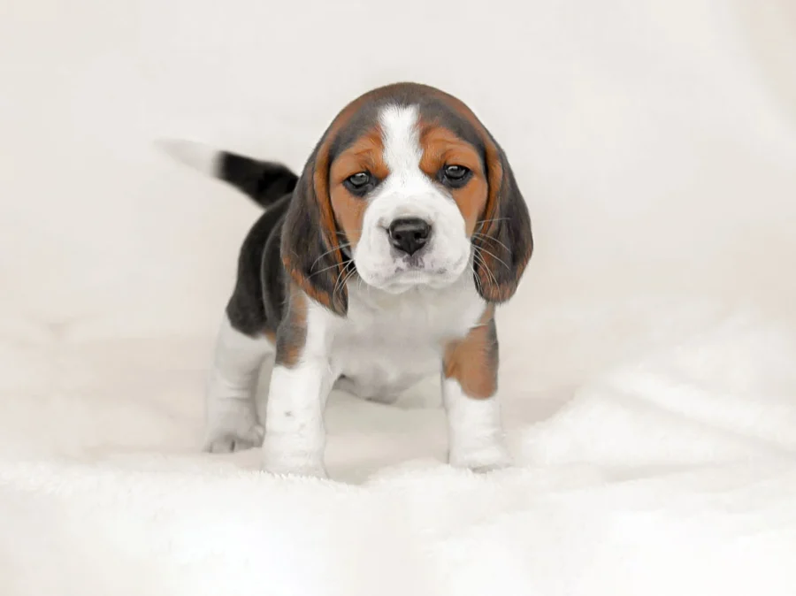 Beagle Mimi