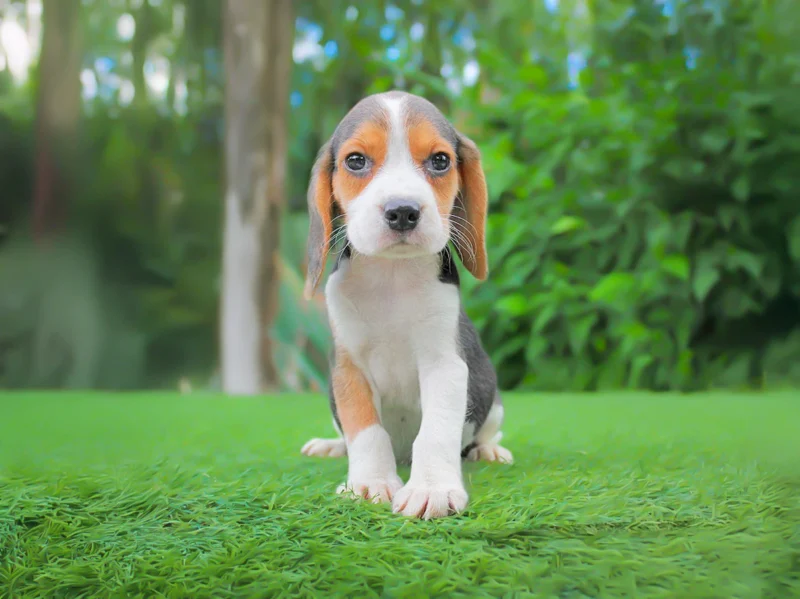 Beagle Olivia1