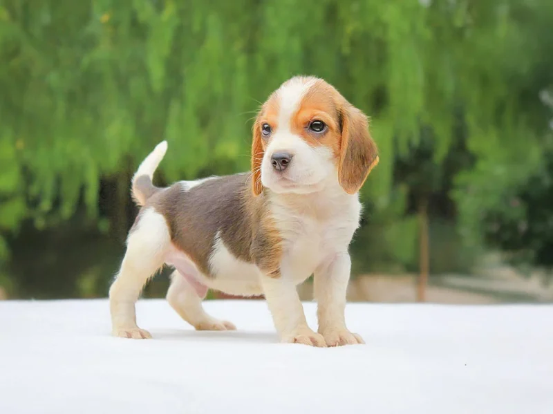 Beagle Waldo1