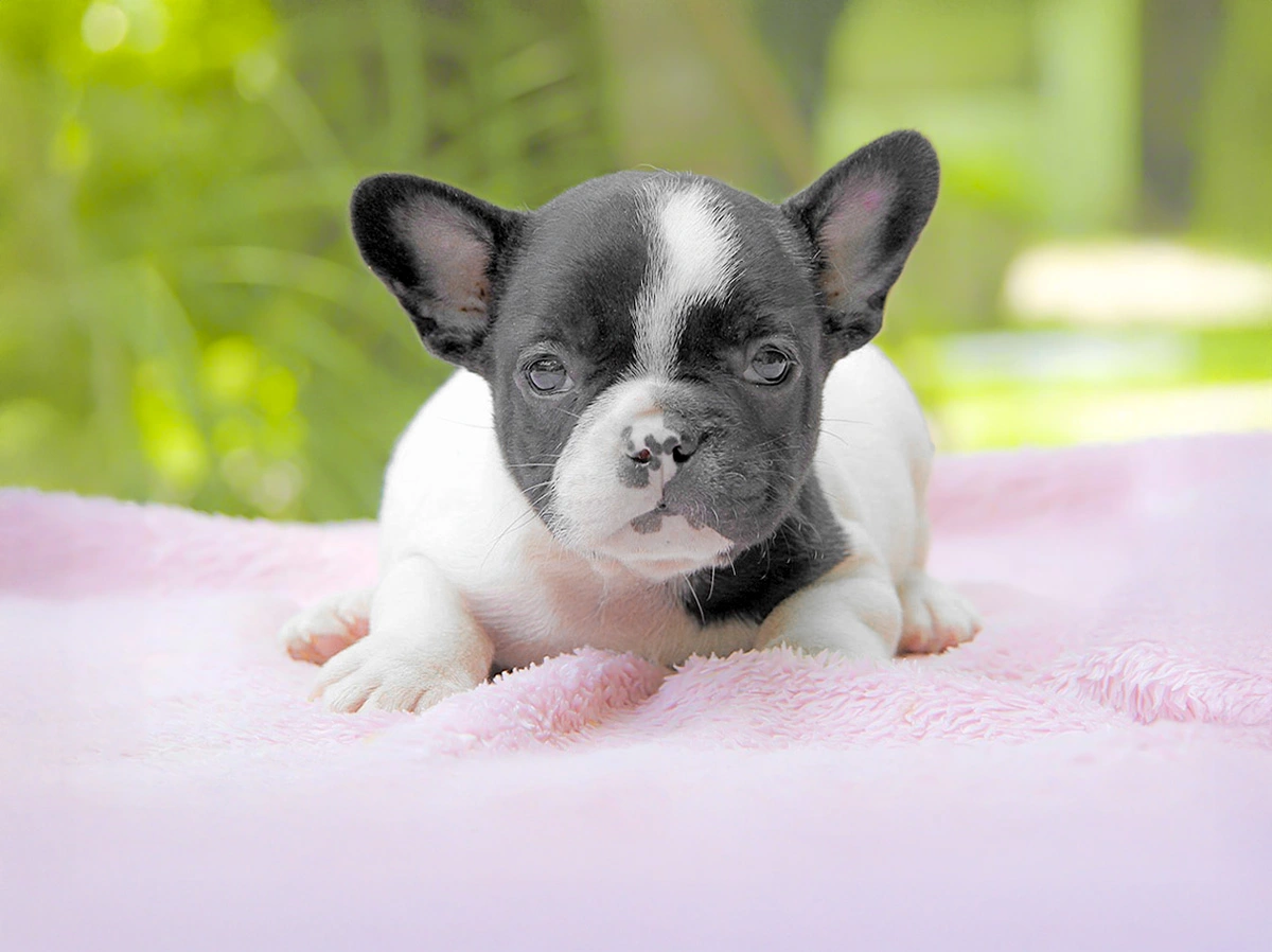 Vendita Bulldog Francese Cuccioli