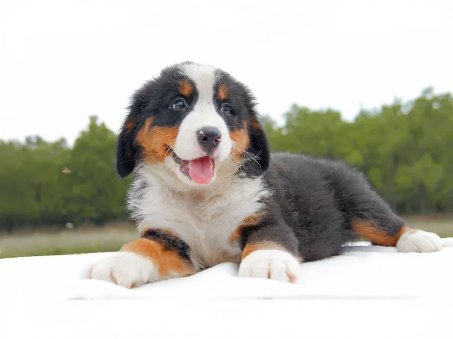 Vendita cuccioli di Bovaro del Bernese