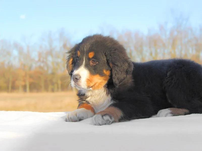 Cuccioli di Bovaro del Bernese
