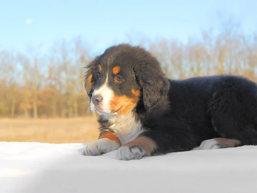 Cuccioli di Bovaro del Bernese