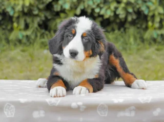 Bovaro del Bernese Milano Pavia