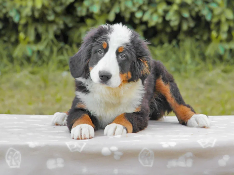 Bovaro del Bernese Milano Pavia