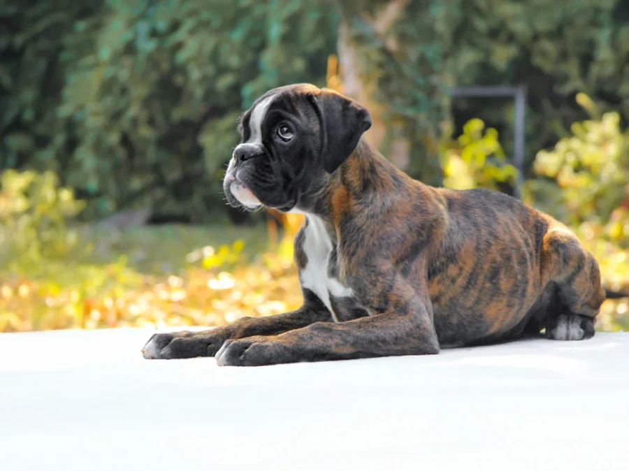 Boxer Byron1