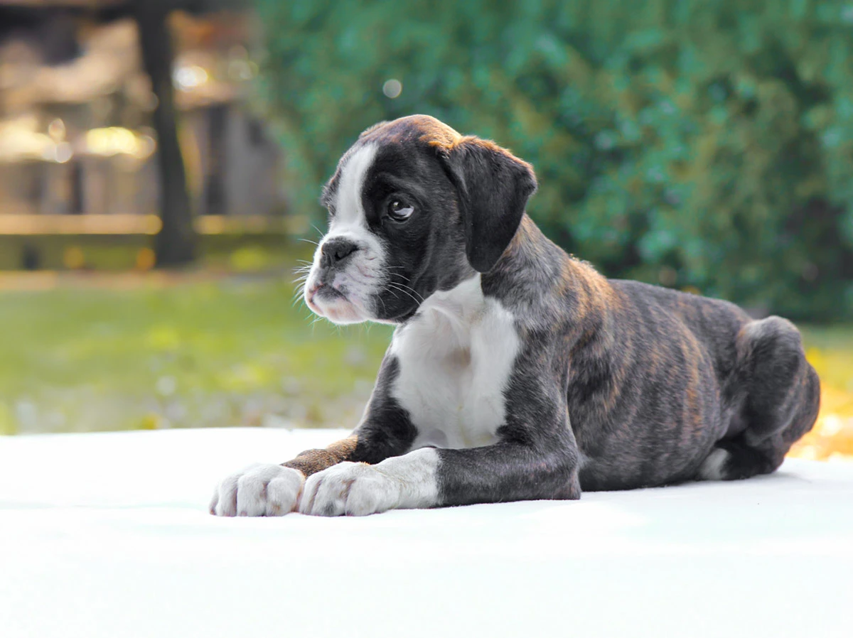 Cuccioli di Boxer