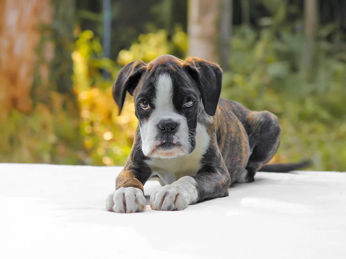 Vendita Cani Boxer Milano Pavia