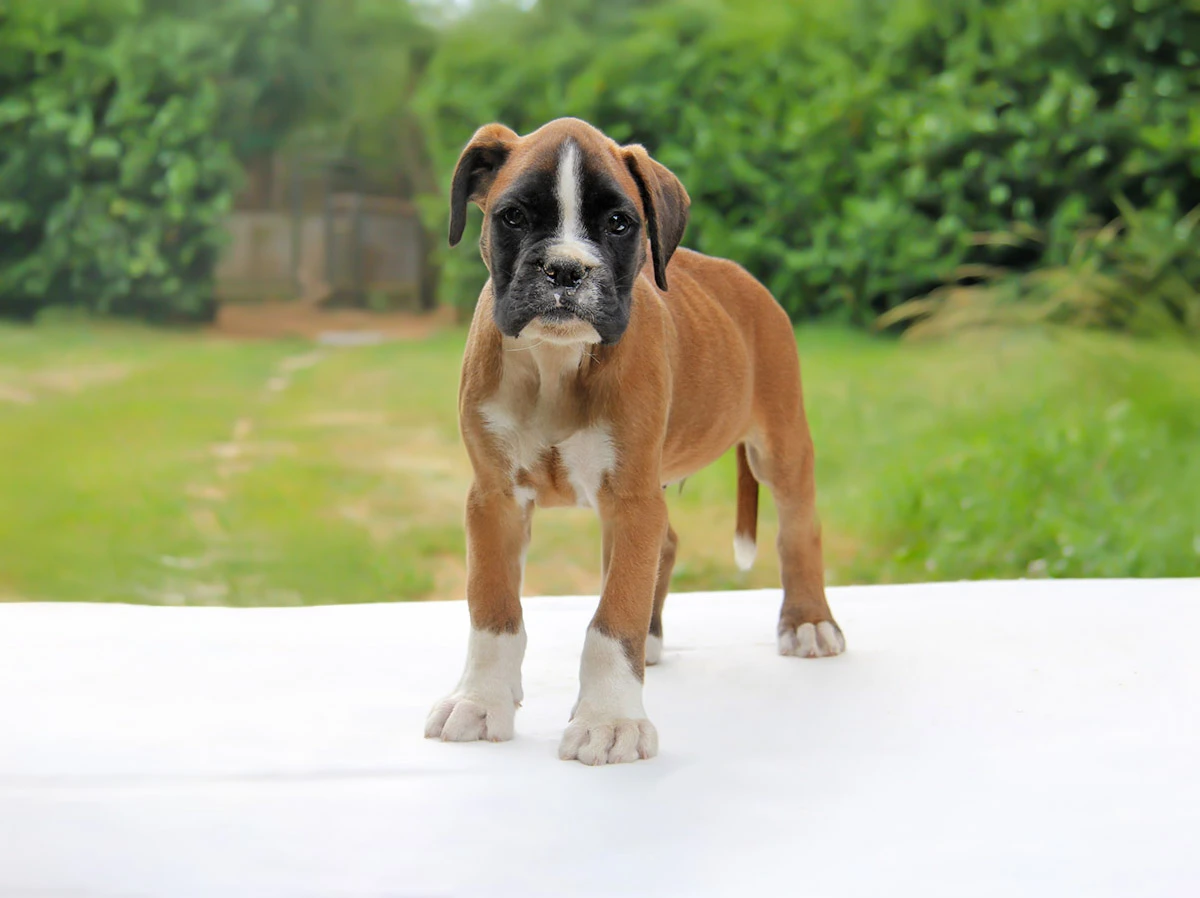 Cuccioli di Boxer in Vendita
