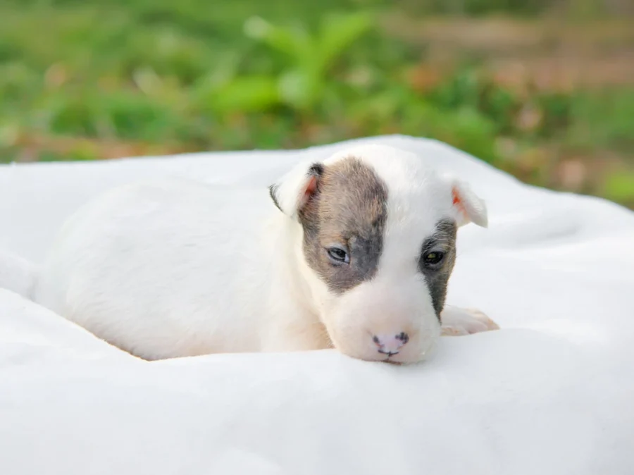 Bull Terrier Sparky4