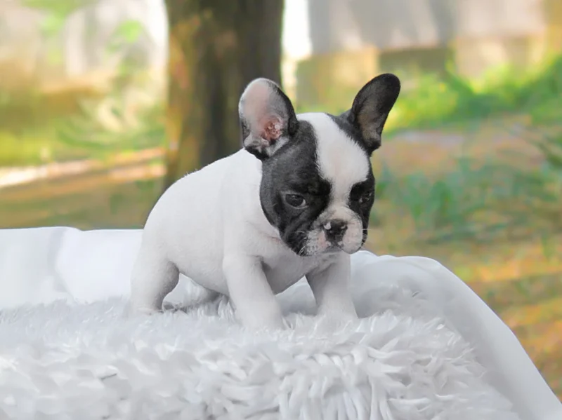 Bulldog Francese Hendry1