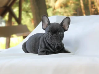 Bulldog Francese Hogan1